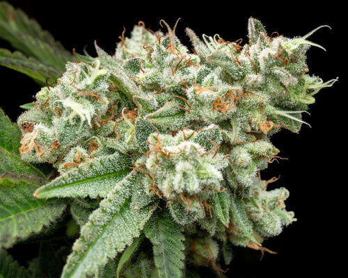 Double OG Chem 15 S1