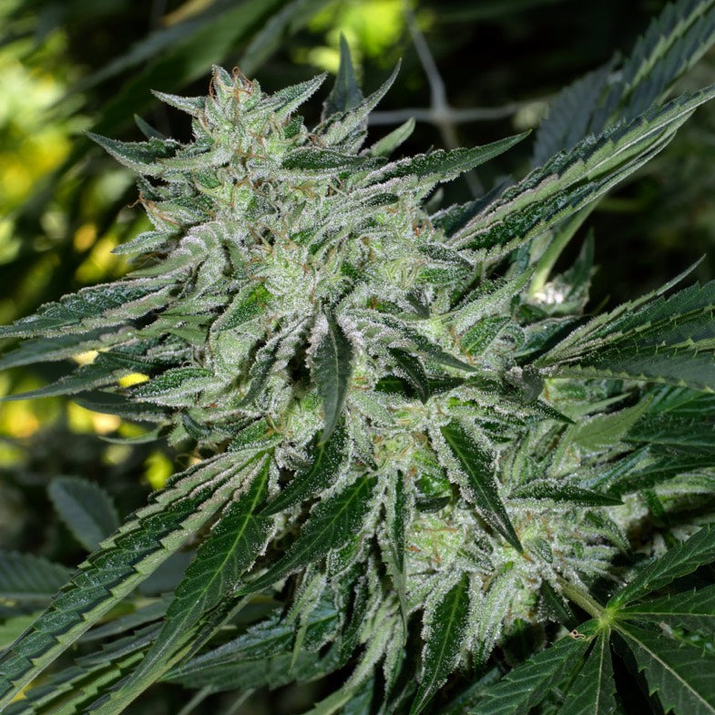 Double OG Sour flowering cannabis, as labeled by the cited image source