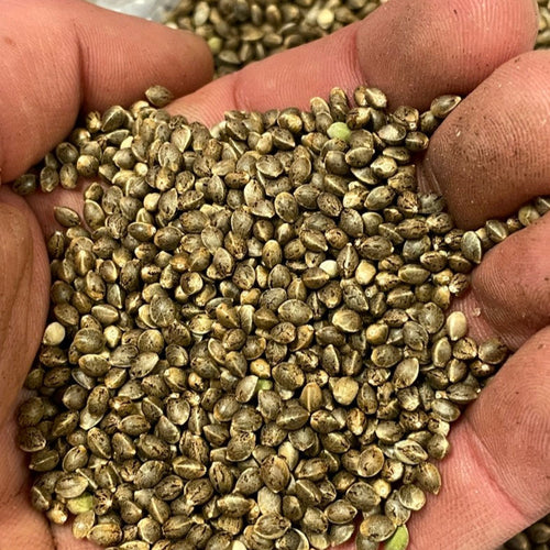 Bulk Seeds