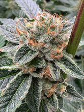 Butterscotch F2