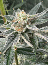 Butterscotch F2