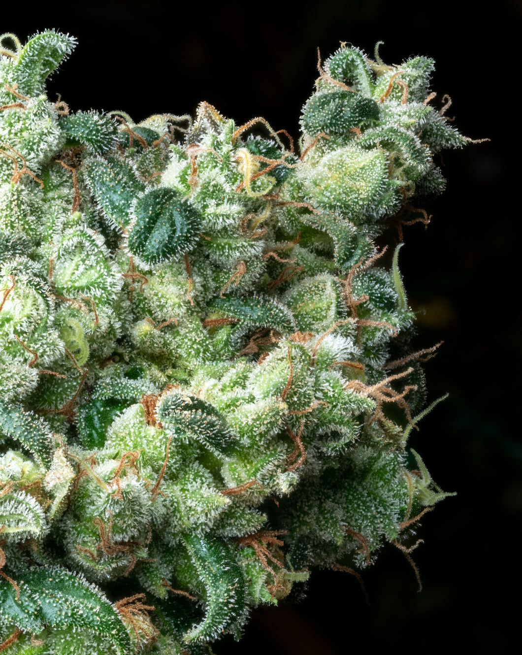 Island Mtn. Headband