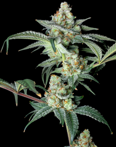 Double Bubba Kush